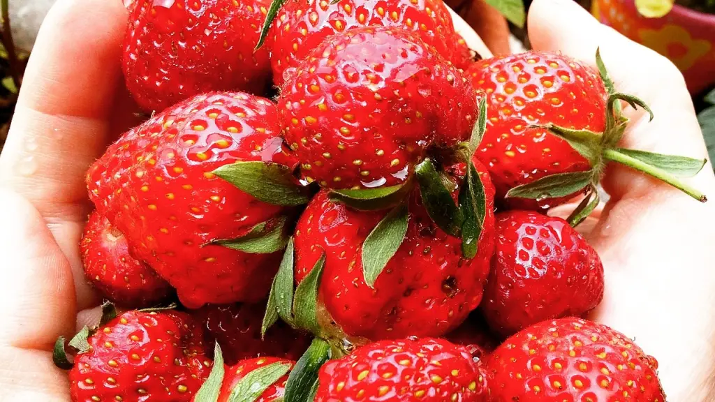 fresas, frutas, frutillas, Pixabay