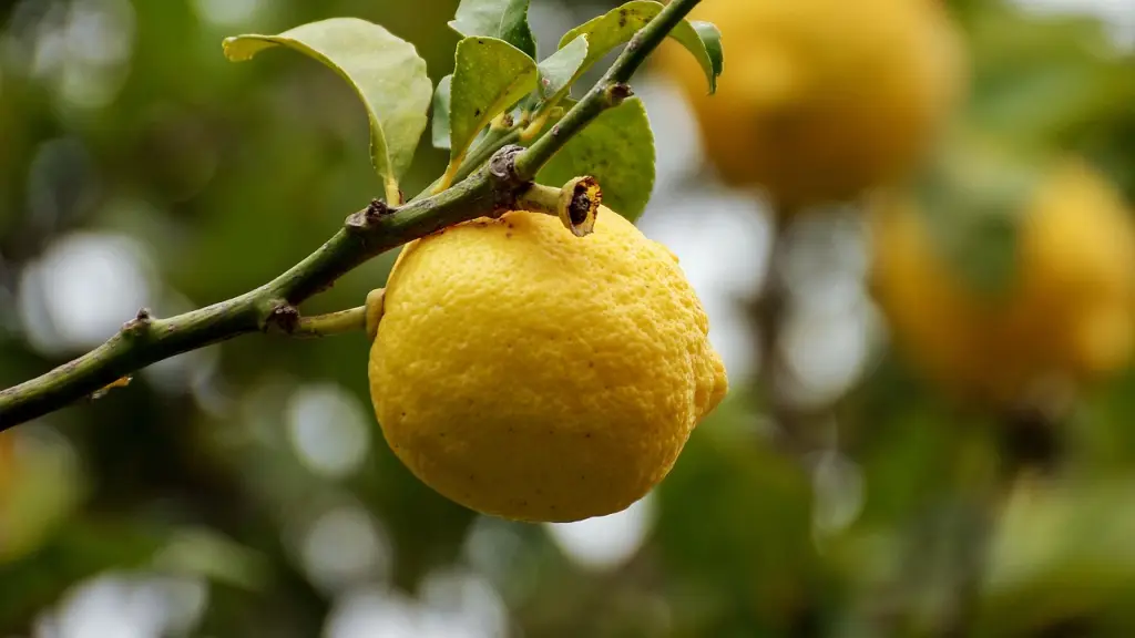 agrios, limon, amarillo, Pixabay
