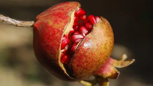 granada, fruta, comida, saludable, vitamina, nutrición ,Pixabay